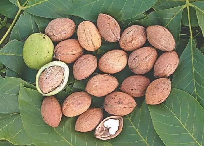 تصویر 2 از قیمت و خرید گردو پوست کاغذی تازه با کیفیت + به صورت عمده